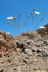 Atrichoseris platyphylla