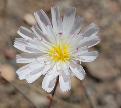 Atrichoseris platyphylla