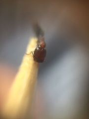 Trichomyrmex glaber