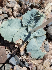 Atrichoseris platyphylla