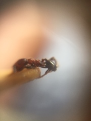 Trichomyrmex glaber