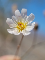 Atrichoseris platyphylla