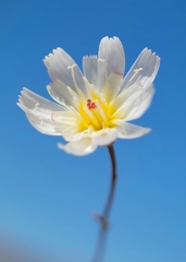 Atrichoseris platyphylla