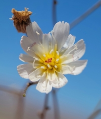 Atrichoseris platyphylla