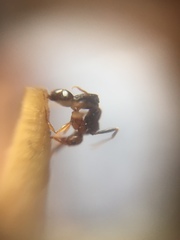 Pheidole indica
