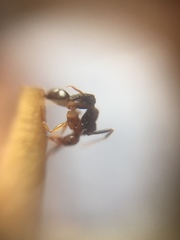 Pheidole indica