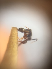 Pheidole indica