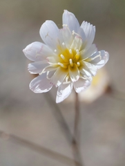 Atrichoseris platyphylla