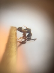 Pheidole indica