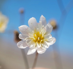 Atrichoseris platyphylla