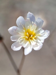 Atrichoseris platyphylla