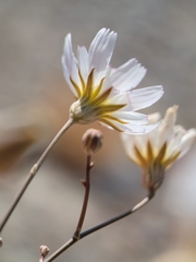 Atrichoseris platyphylla
