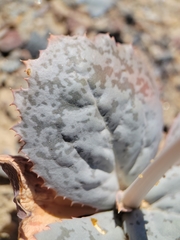 Atrichoseris platyphylla