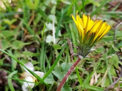 Taraxacum tortilobum