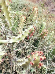 Euphorbia antiquorum
