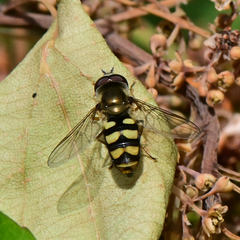 Eupeodes fumipennis