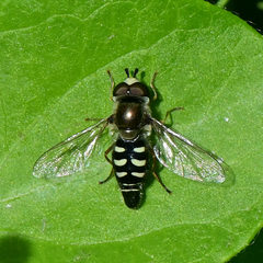 Eupeodes volucris