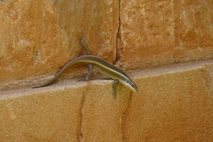 Trachylepis striata