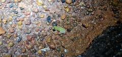 Litoria bicolor