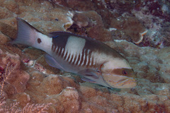 Gracila albomarginata