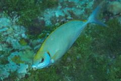 Siganus argenteus