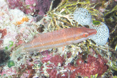 Oxycheilinus digramma