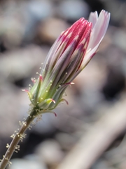 Calycoseris wrightii