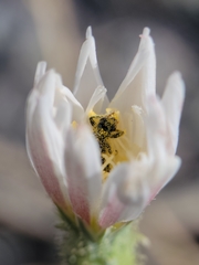 Calycoseris wrightii