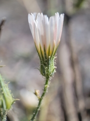 Calycoseris wrightii
