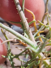 Calycoseris wrightii