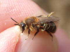 Andrena barbilabris