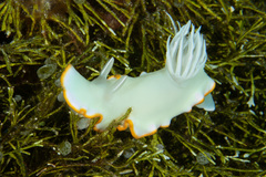 Ardeadoris egretta