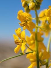 Senna armata