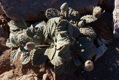 Urmenetea atacamensis