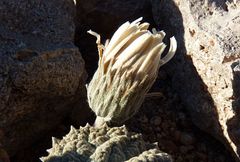 Urmenetea atacamensis