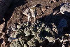 Urmenetea atacamensis