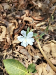 Hibiscus hirtus