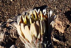 Urmenetea atacamensis