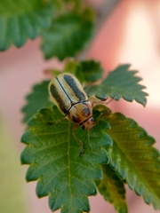 Cryptocephalus lemniscatus