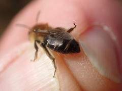 Andrena barbilabris