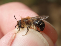 Andrena barbilabris