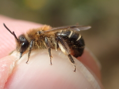 Andrena barbilabris