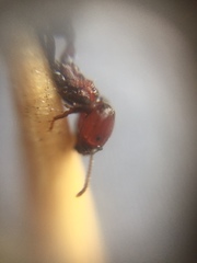 Trichomyrmex glaber