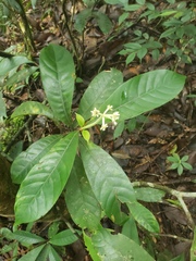 Chassalia curviflora