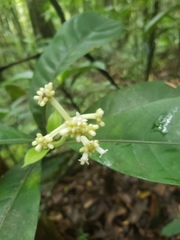 Chassalia curviflora