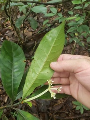 Chassalia curviflora