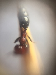 Trichomyrmex glaber