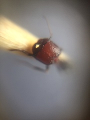 Trichomyrmex glaber