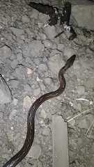 Coelognathus helena