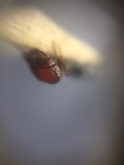 Trichomyrmex glaber